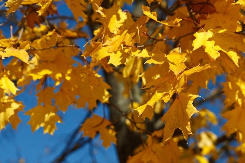 Foliage Tag - Autumn Fall Yellow Foliage Wallpaper Hd Nature Free Download  for HD 16: