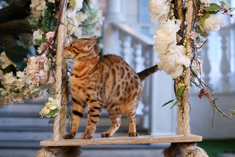 Playful bengal cat with beautiful spots walk on garden swing Stock Video  Footage - VideoBlocks