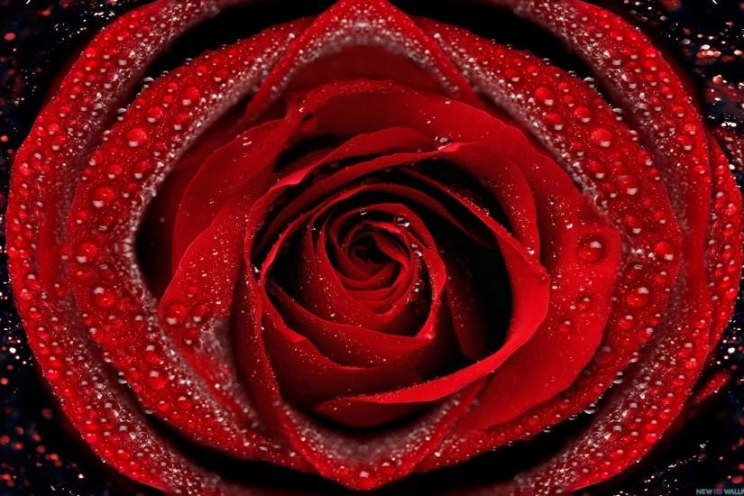 free rose background 2560x1600 for phone