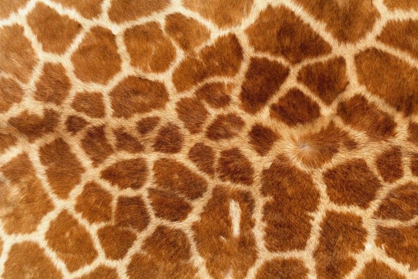 animal Print, Giraffes, Fur Wallpapers HD / Desktop and Mobile Backgrounds