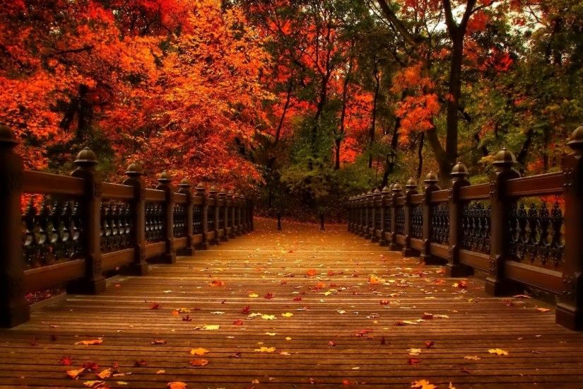 Walk Tag - Park Alley Nature Trees Walk View Leaves Autumn Wallpapers Of  For Laptop for