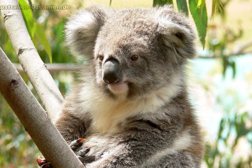 Koala Wallpapers - Full HD wallpaper search