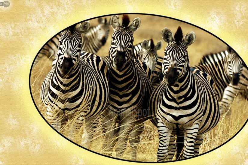 Best Zebra Wallpapers and Backgrounds