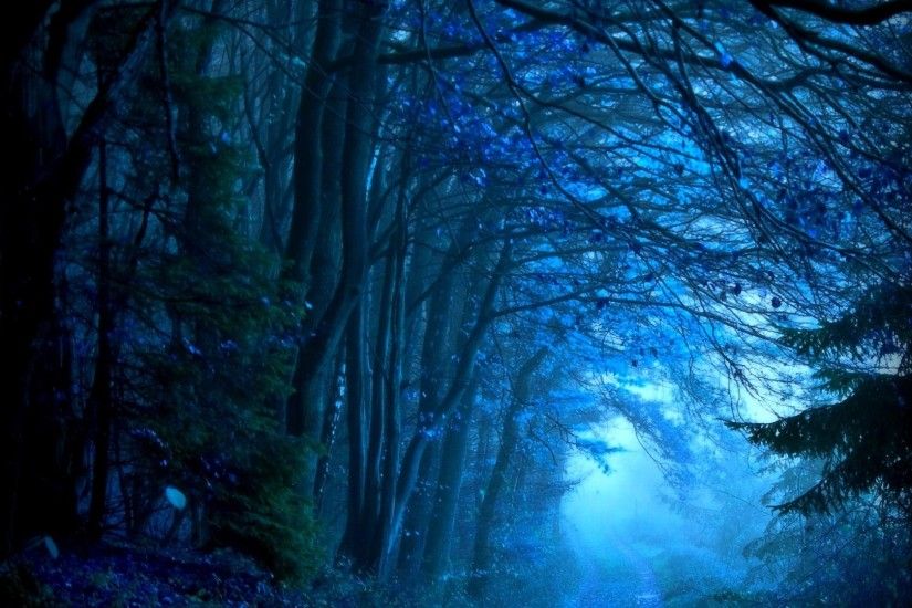 Forest Path Blue Deep Background HD Images - 1920x1200