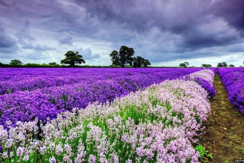 White-Purple-Flower-Wallpaper-HD