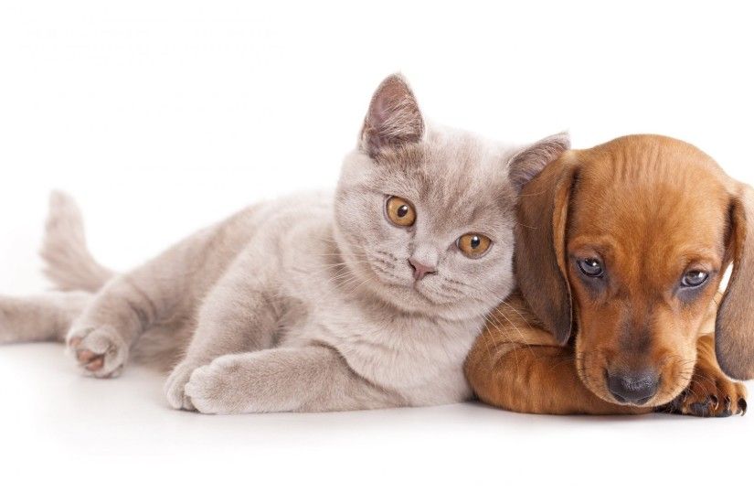 Best Cute cat dog free stock photos download