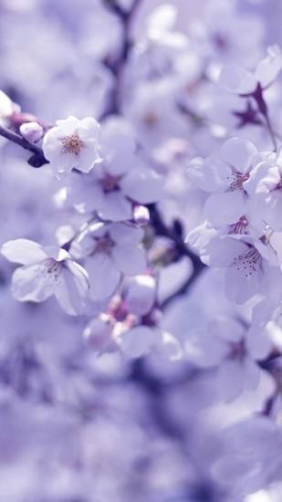 Purple flowering tree Samsung Galaxy S5