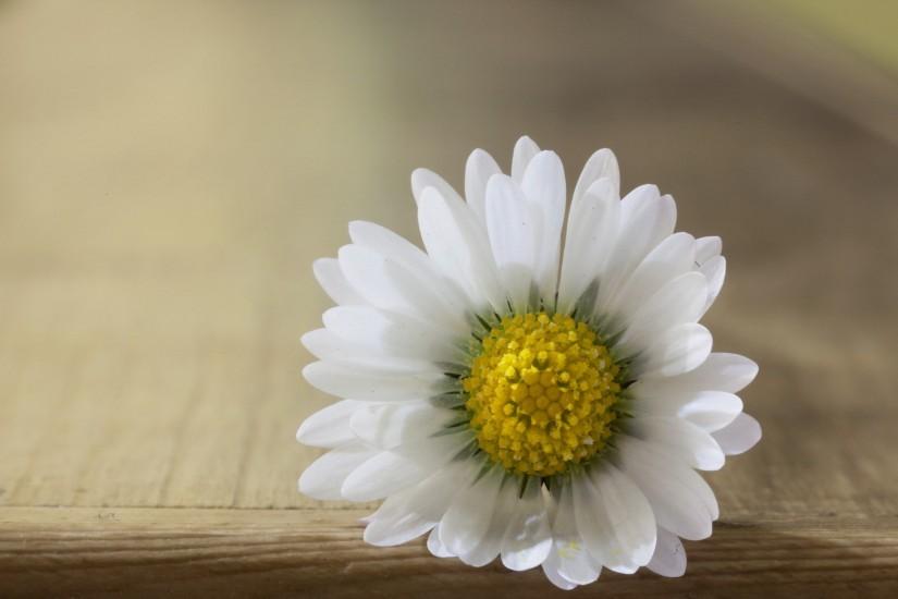Close Up White Daisy Flower Background Wallpaper