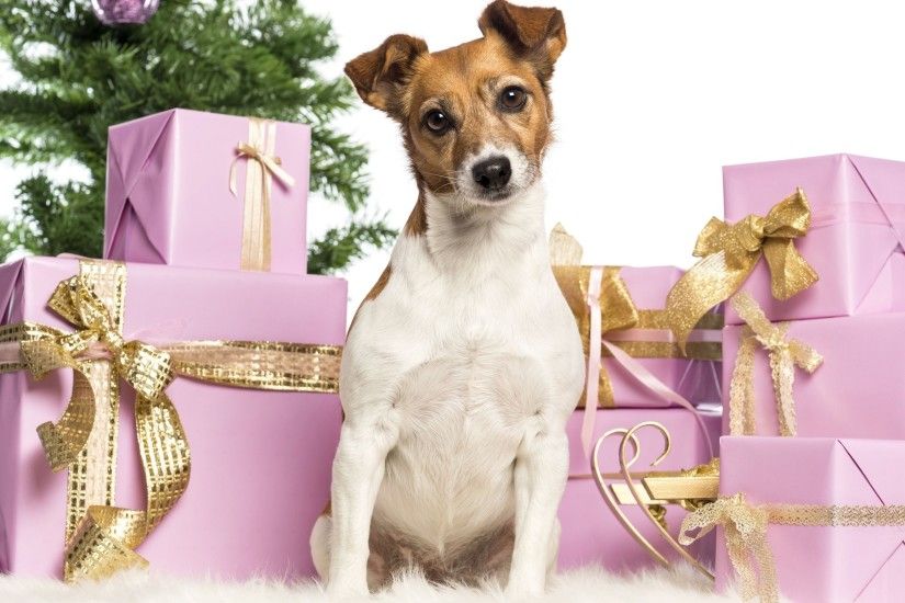 Christmas new year holiday dog re wallpaper | 2560x1600 | 174902 |  WallpaperUP