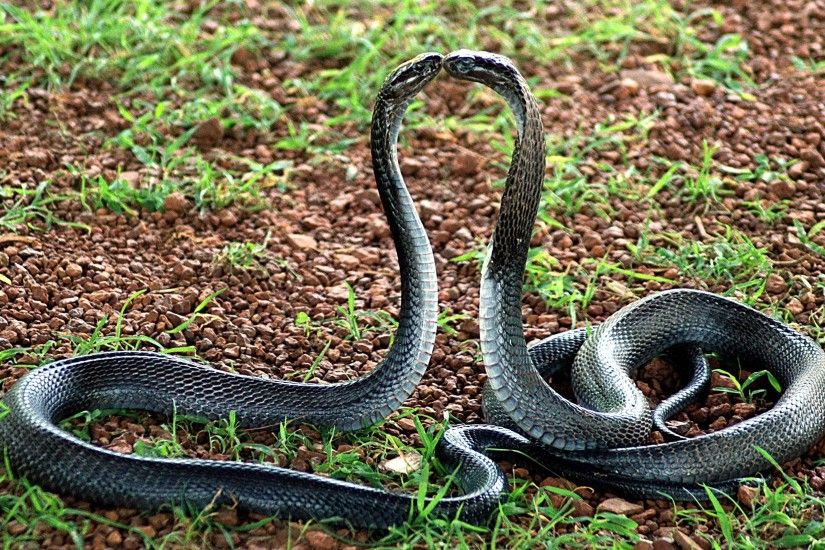 King Cobra Snakes