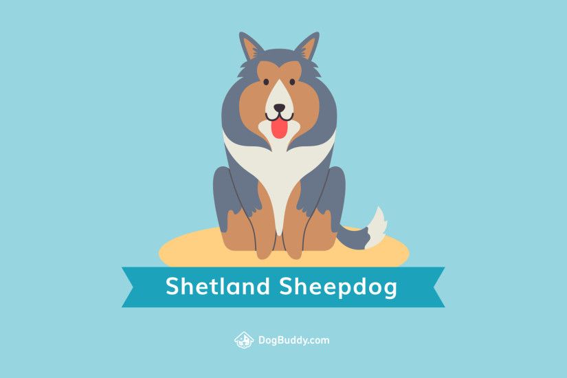 Desktop wallpaper. Download: Shetland Sheepdog Desktop Woofpaper
