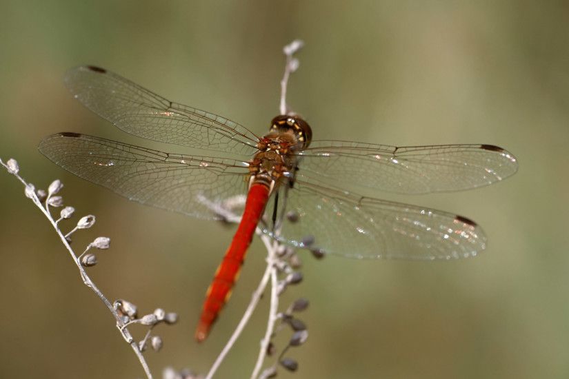 Red dragonfly wallpapers and stock photos