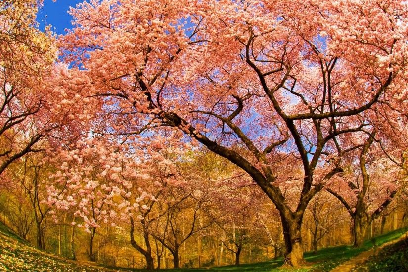 Misc - Flowers Spring Springtime Pink Trees Free Desktop Wallpaper for HD  16:9 High