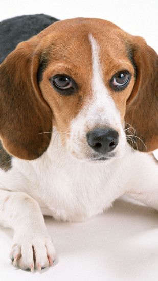 1080x1920 Wallpaper beagle, puppy, muzzle, down, big-eared