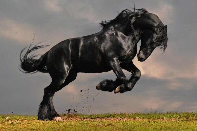 black horse wallpapers