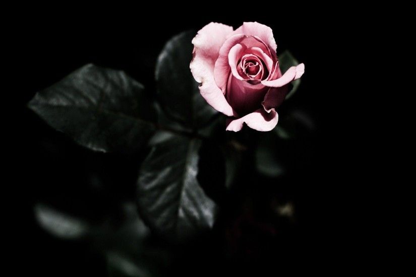 View Rose Pink Dark Flower Wonderful HD Wallpaper: Dark Flower .