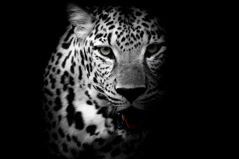 Animals / Leopard Wallpaper