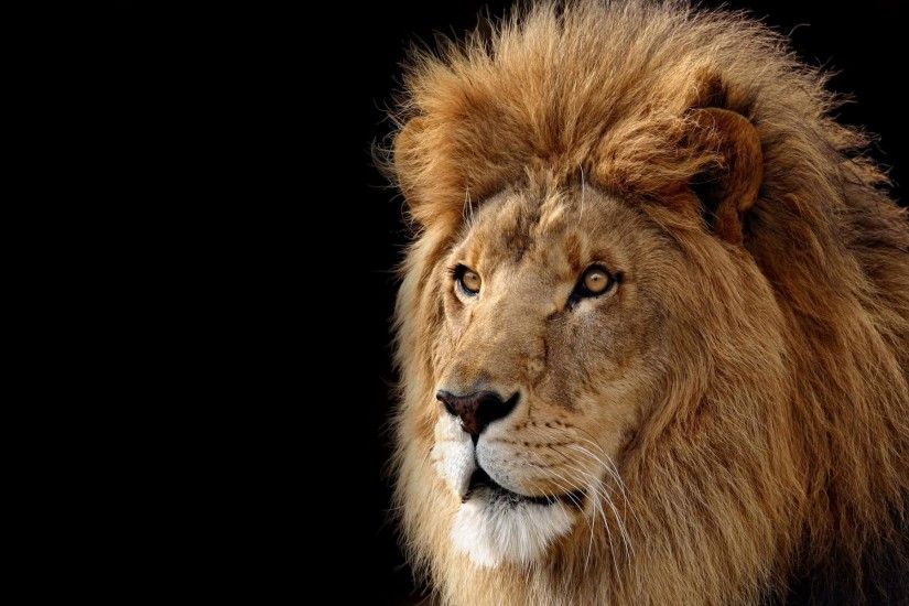 Wallpapers For > Lion Face Wallpaper Hd