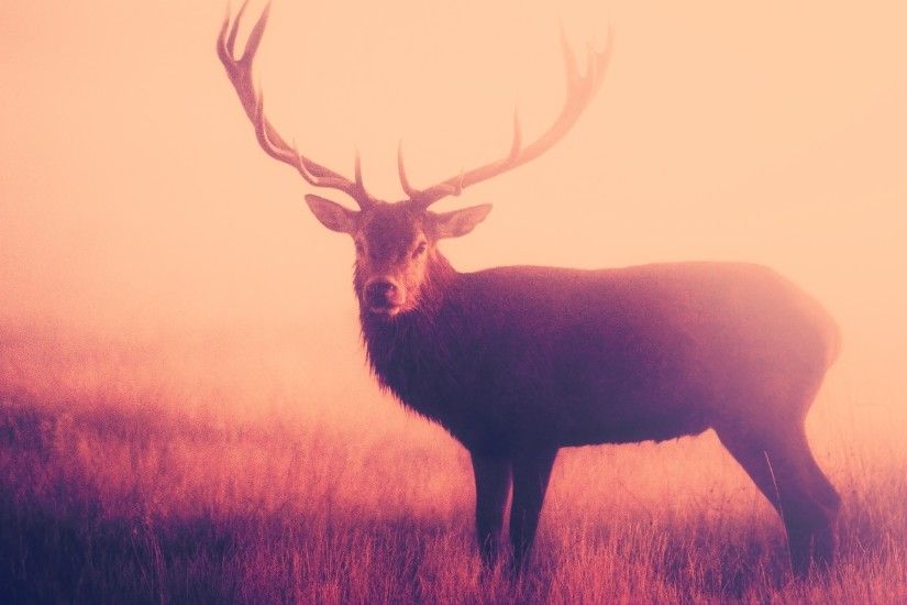 1920x1200 Wallpaper deer, fog horns, grass, stand