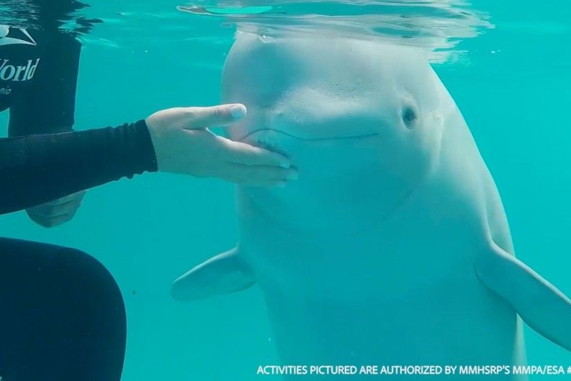 One year after rescue, Tyonek the Beluga whale calf is healthy and growing
