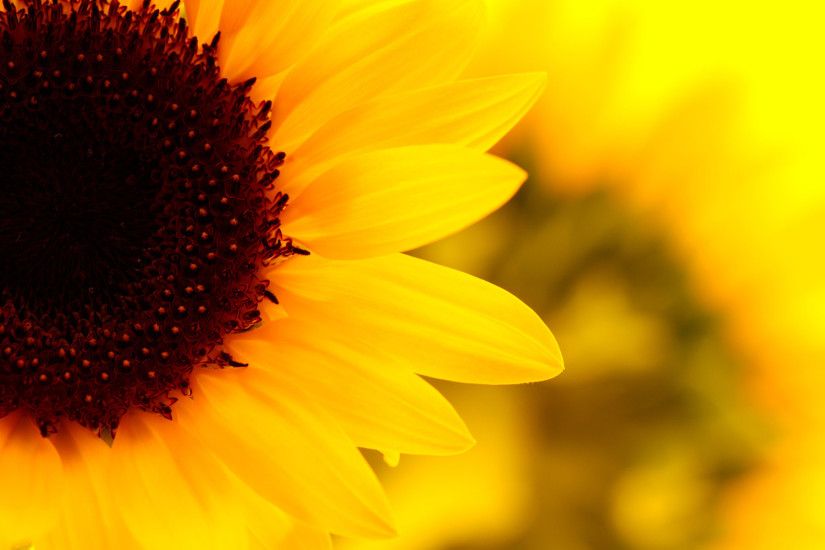 Sunflower Desktop Wallpaper 2321