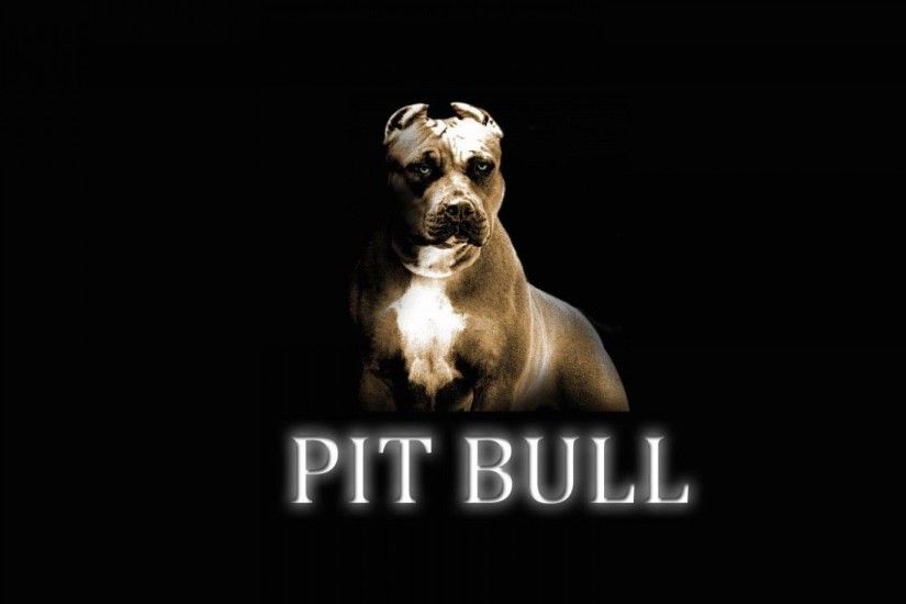 American Pitbull Wallpapers - Wallpaper Cave Pit Bull WallPapers and  Desktop Backgrounds