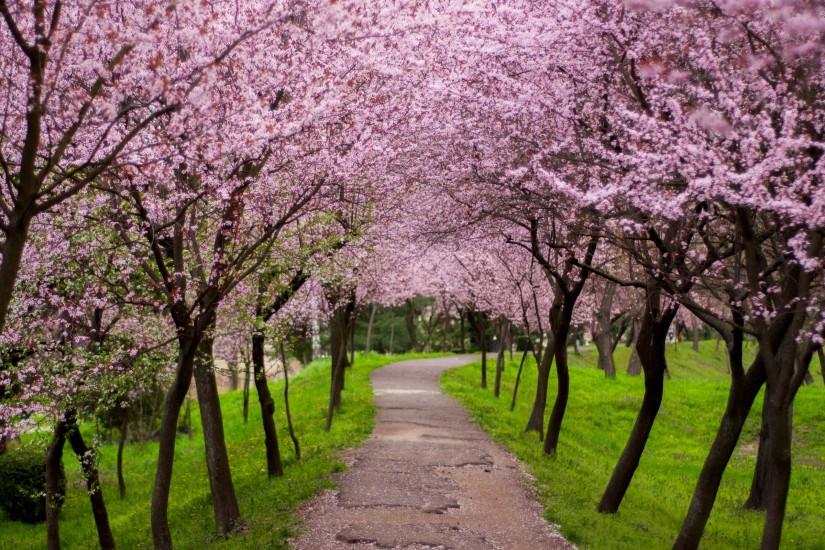 Blossoming trees wallpaper - Nature wallpapers - #1391