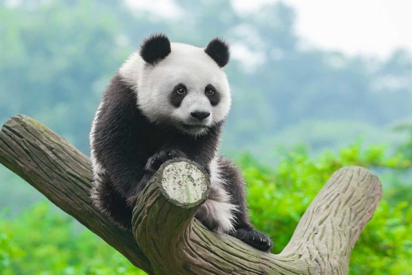 Baby Panda HD Wallpaper