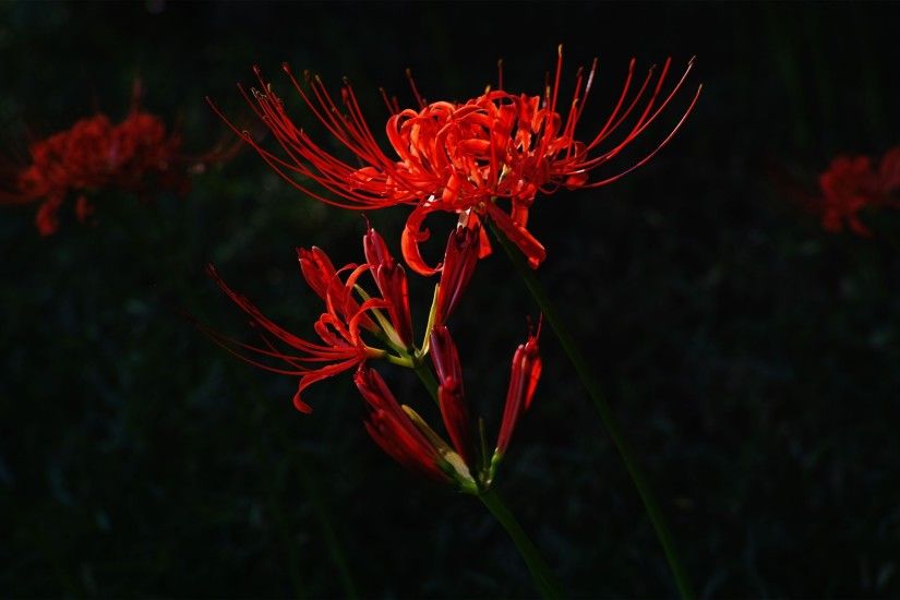 Red flower on dark background wallpapers and images - wallpapers .