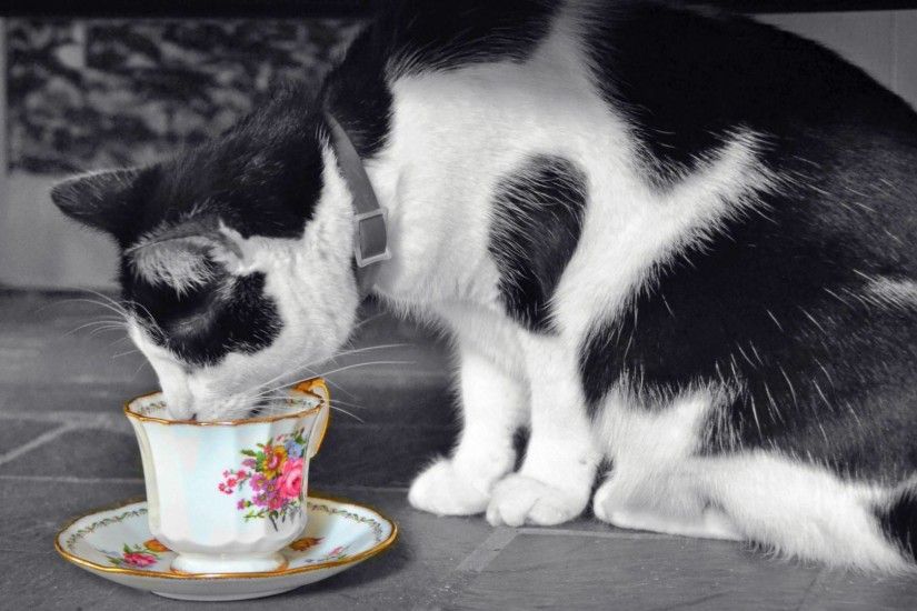 Cute Wallpapers Cat Picture Of Black White Cat Wallpaper Drinking From The  Cup
