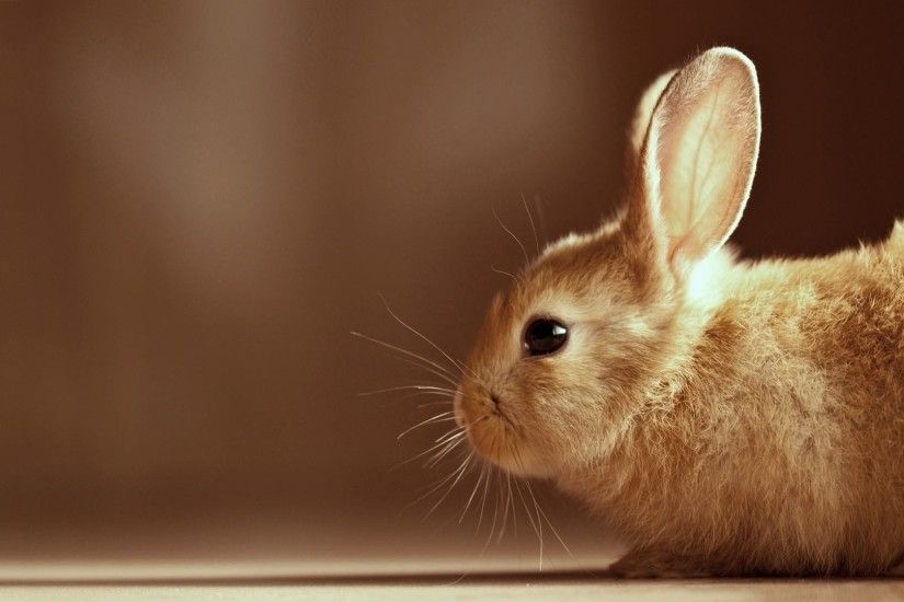 Wallpapers For > Cute Bunny Backgrounds