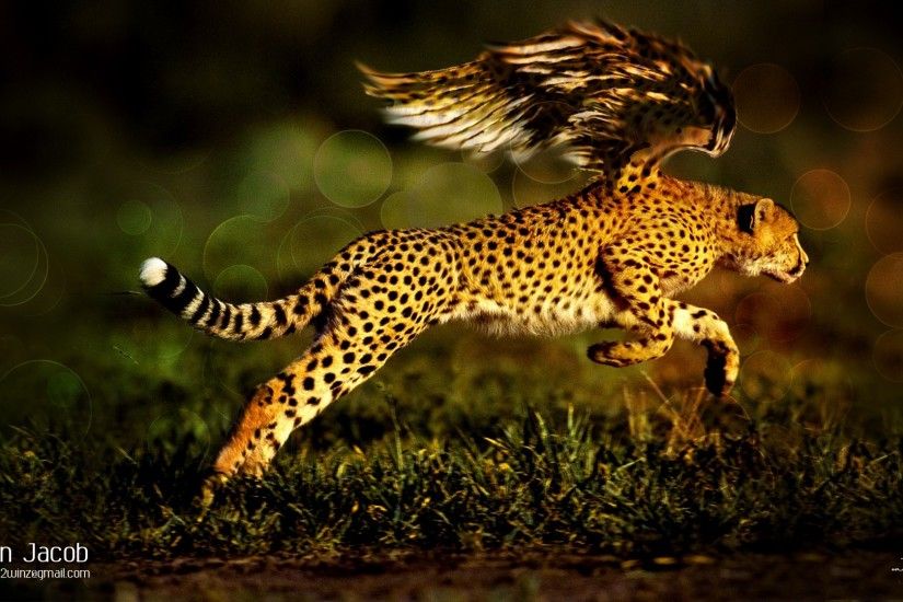 Wings Animals Jaguar Fantasy Art Digital Art Artwork Wild Animals Wallpaper  At Fantasy Wallpapers