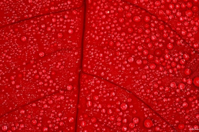 Close-up of red leaf with dew drops