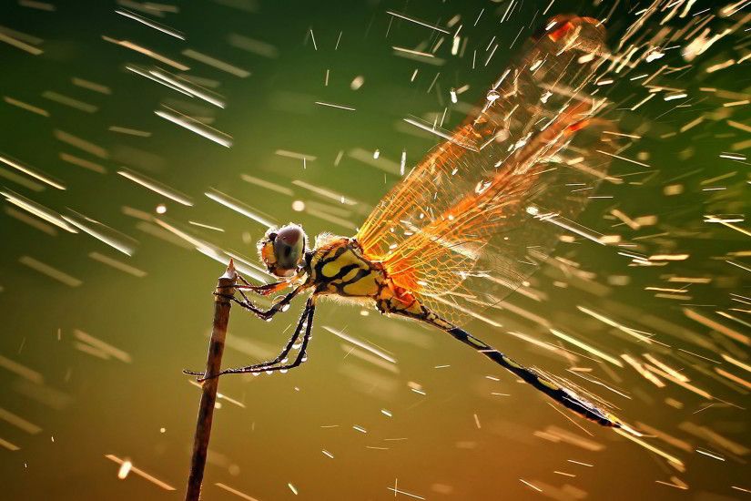 dragonfly wallpapers. Â«Â«