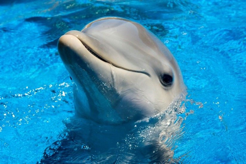 dolphin hd wallpapers 1080p windows