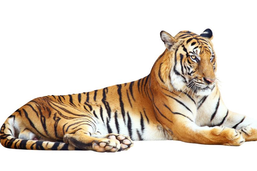 Pictures Tigers Big cats Animals White background 3840x2160