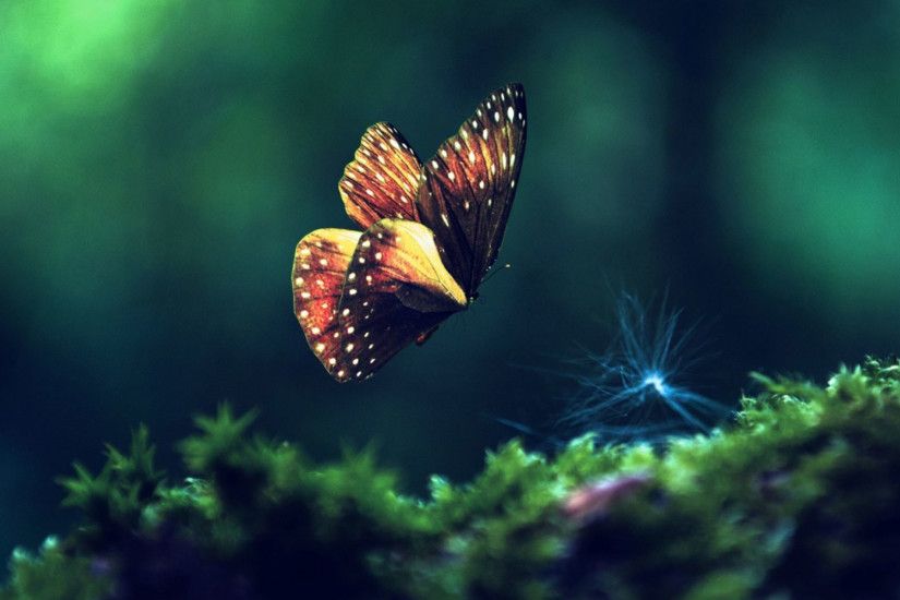 hd pics photos beautiful butterfly macro attractive nature hd quality  desktop background wallpaper