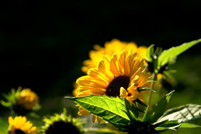 Yellow Flower Wallpapers 25401