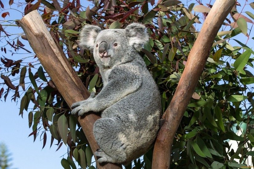 Animal - Koala Wallpaper