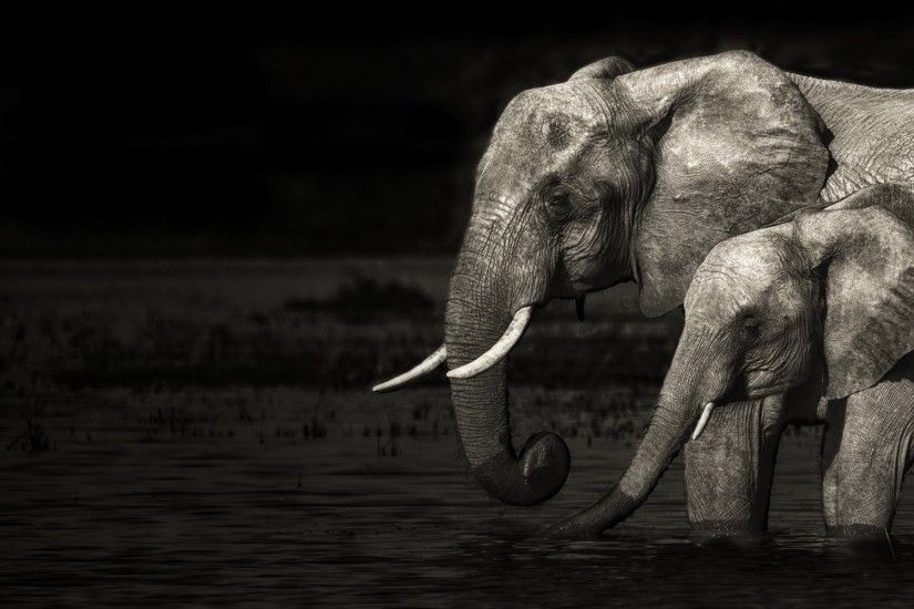 Animal - Elephant Wallpaper
