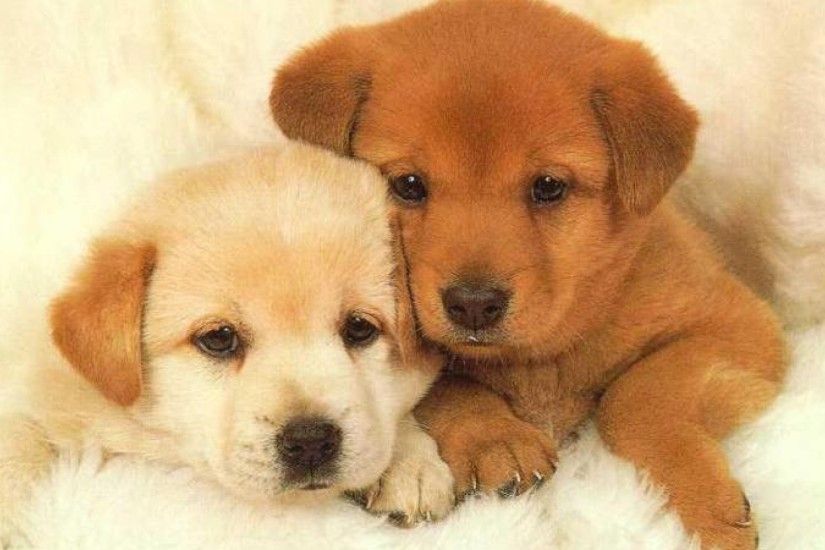 With Cute Puppy Desktop Wallpapers Cute Dog Hd Desktop Wallpapers ... - HD  Wallpapers