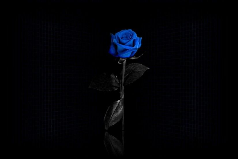 Blue Rose flower on Black Background hd wallpaper by kyouko