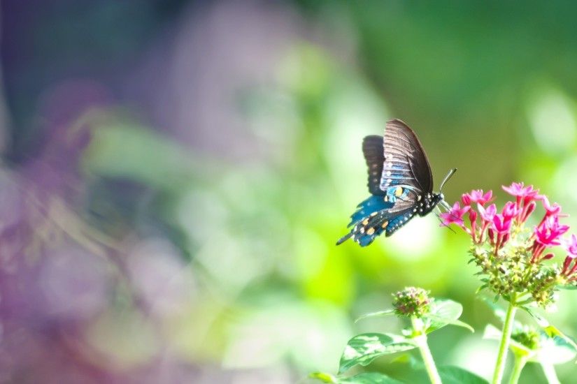 Blue Butterfly On Pink Flowers