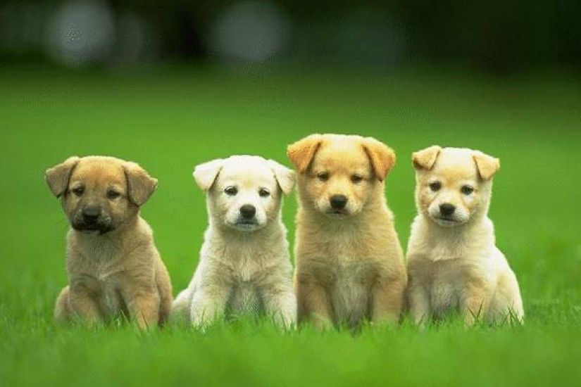 Dog Wallpapers 14259 - HDWPro Really Cute ...
