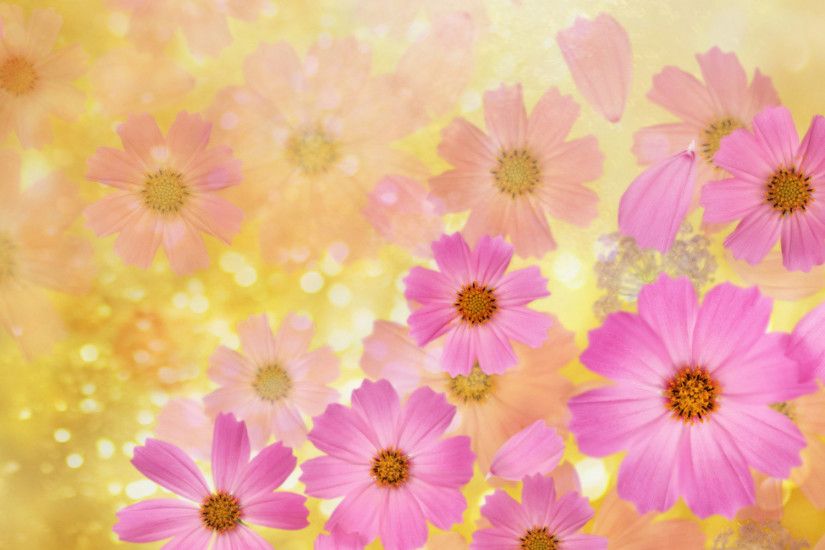 flower backgrounds | Cosmos flowers Wallpaper | High Quality Wallpapers, Wallpaper Desktop .