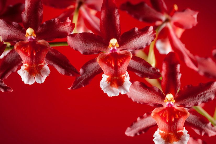 Red orchid wallpaper