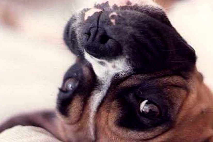 boxer breed dog pics wallpaper