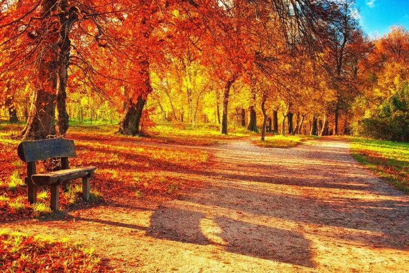 Colourful Leaves Fall Wallpaper