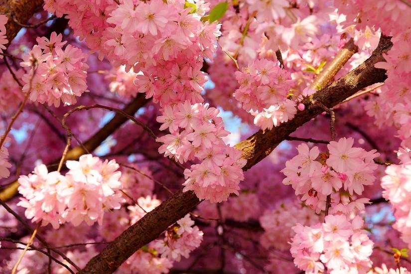 free download cherry blossom wallpaper 2560x1600 xiaomi