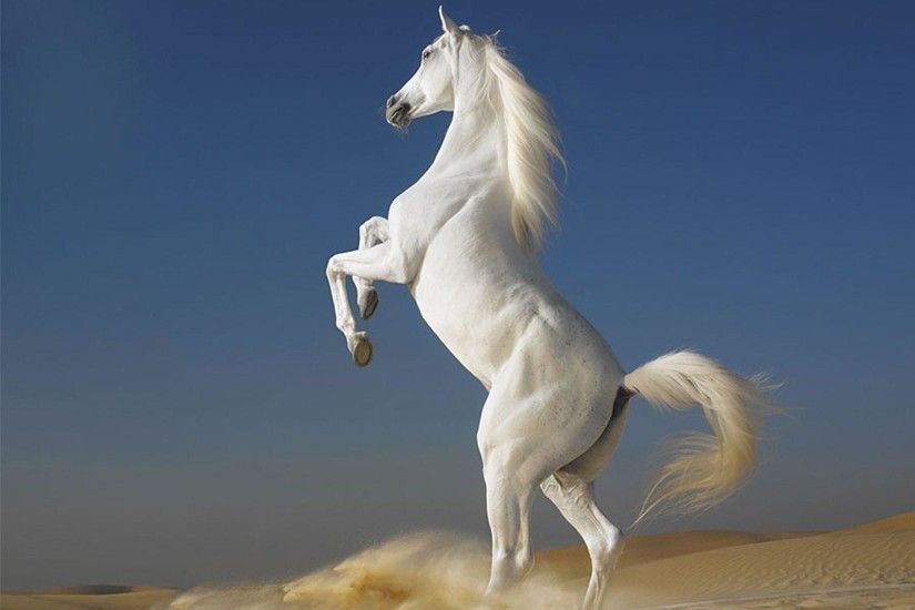 amazing White Horse Wallpapers